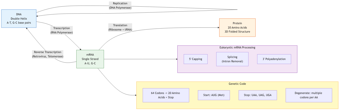 Central Dogma: DNA to RNA to Protein